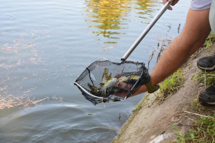 Liberaron ?chanchitas de agua? para controlar mosquitos