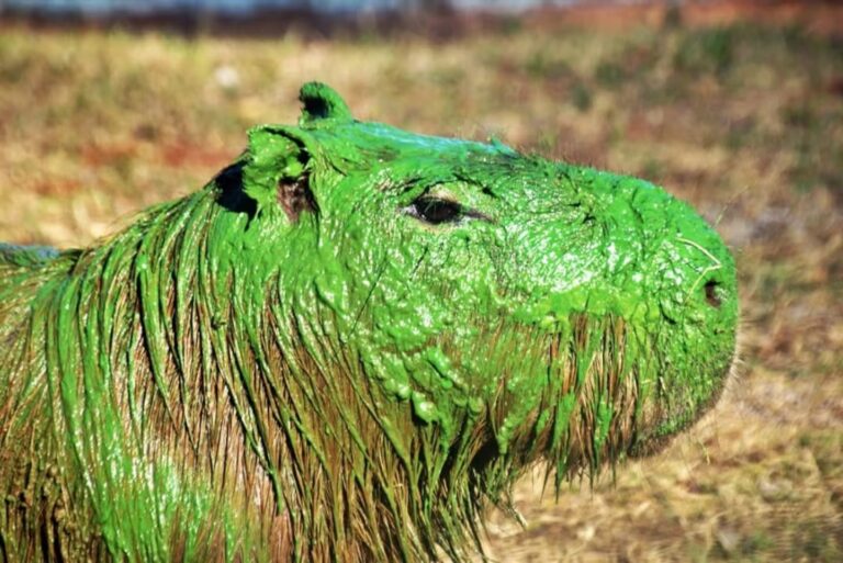 Carpinchos verdes? Así aparecieron en Entre Ríos