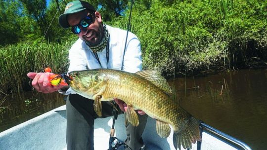 Taruchas renegridas en canales plateados