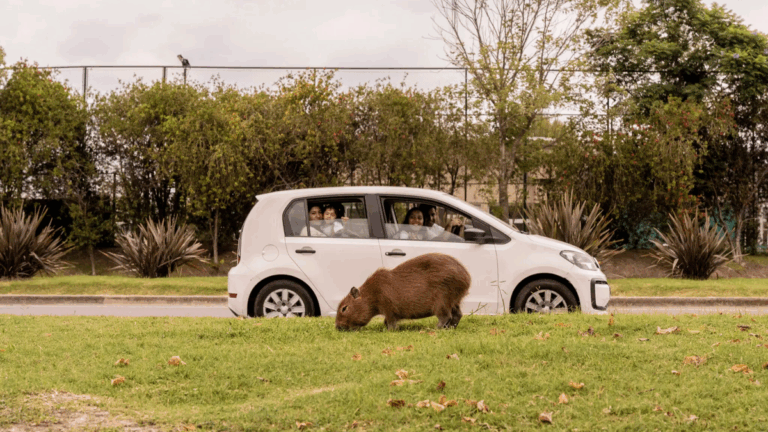Los carpinchos llegaron a los titulares de The New York Times: qué dijeron