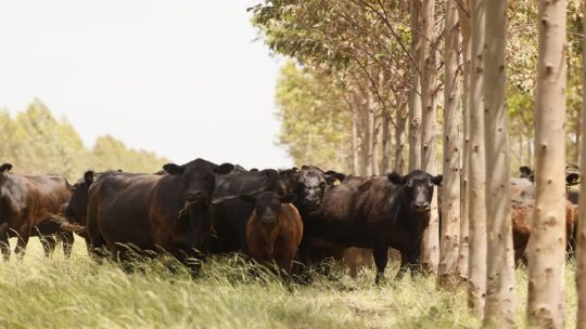 Crisis en el sector ganadero: Estamos estancados en 50 o 53 millones de cabezas hace muchos años