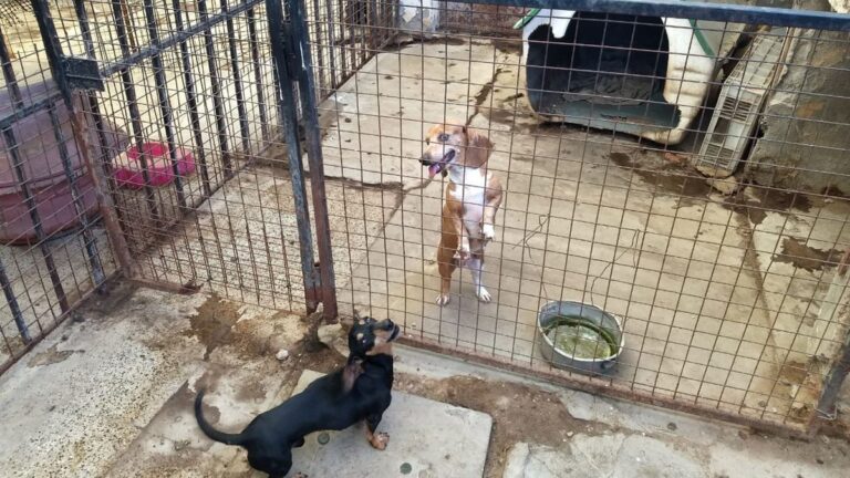 Proponen prohibir los criaderos de perros y gatos en Rosario