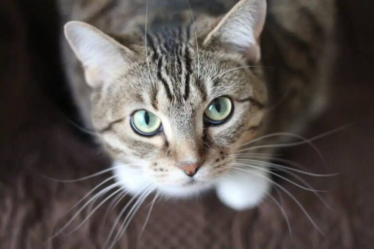 Los gatos son seres evolutivamente perfectos: apenas cambiaron en millones de años