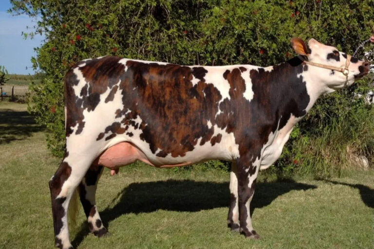 Los productores vieron de primera mano los delirios de Orsi