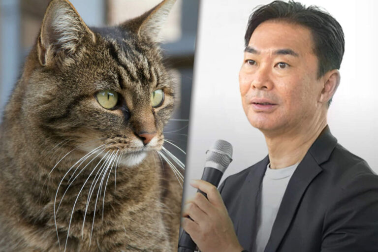 Gatos que viven 30 años? El tratamiento que busca hacerlo posible