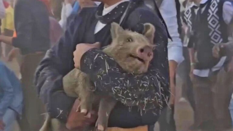 Fuerte polémica por el regreso del «chancho enjabonado» en una fiesta popular de Santa Fe