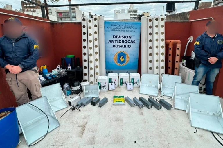 Desmantelan un vivero clandestino de marihuana en Rosario