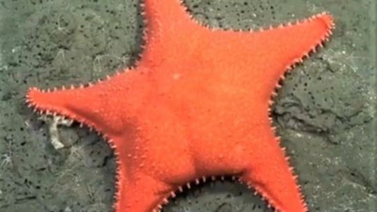 El streaming del Conicet llegó al diario The New York Times