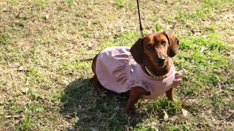 Furor por los bajitos: decenas de perros salchichas se juntaron en el Rosedal