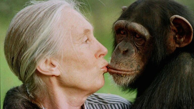 Murió la conservacionista e investigadora de chimpancés Jane Goodall