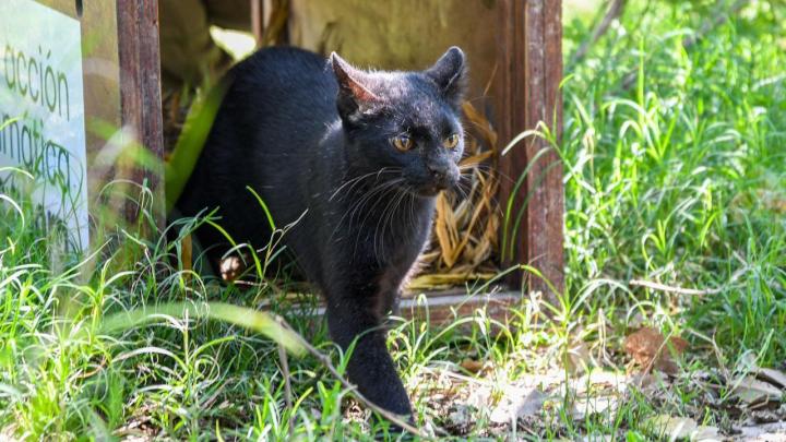 Liberaron 460 animales silvestres en sus hábitats naturales