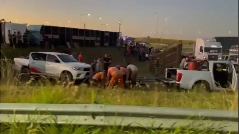 Un camión que transportaba vacas volcó sobre la autopista: murieron animales e intentaron faenar a las sobrevivientes