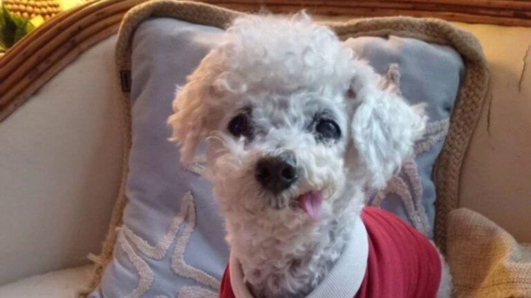 Dolor en las redes: murió Marcelito, el caniche que conquistó a miles de usuarios