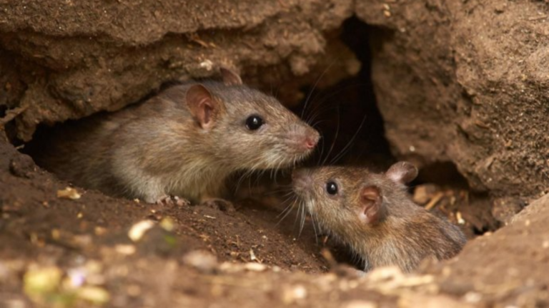 Alerta por hantavirus en Salta: ya son cinco las muertes en 2025 y refuerzan la prevención