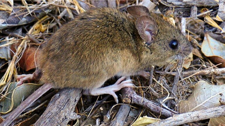 Hantavirus: cómo se contagia, cuáles son los síntomas y las medidas para prevenir la enfermedad