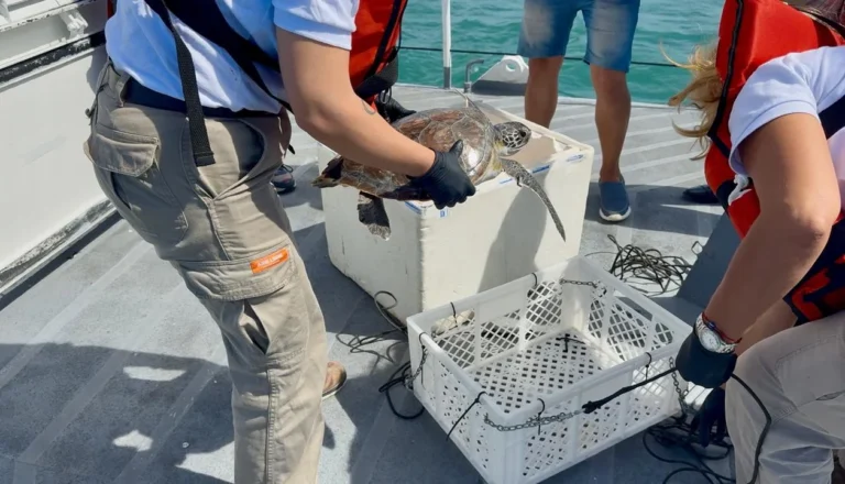 Ramona volvió al mar: final feliz para una tortuga en Mar del Plata