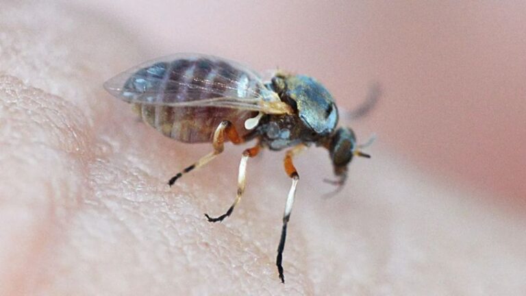 Jejenes en Rosario: qué hacer ante el insecto que molesta más que el mosquito y se resiste al repelente