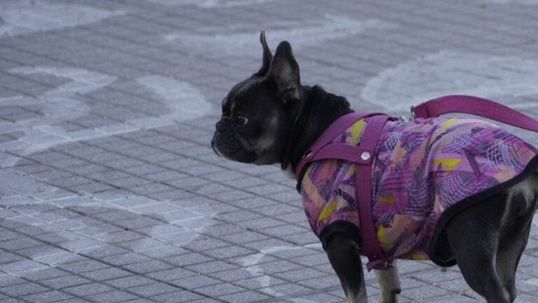 El auge del «perrihijo» y los «gathijos» en Rosario: la alerta de los veterinarios