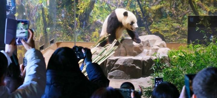 El fin de la ?era panda? en Japón: emotiva despedida para Xiao Xiao y Lei Lei
