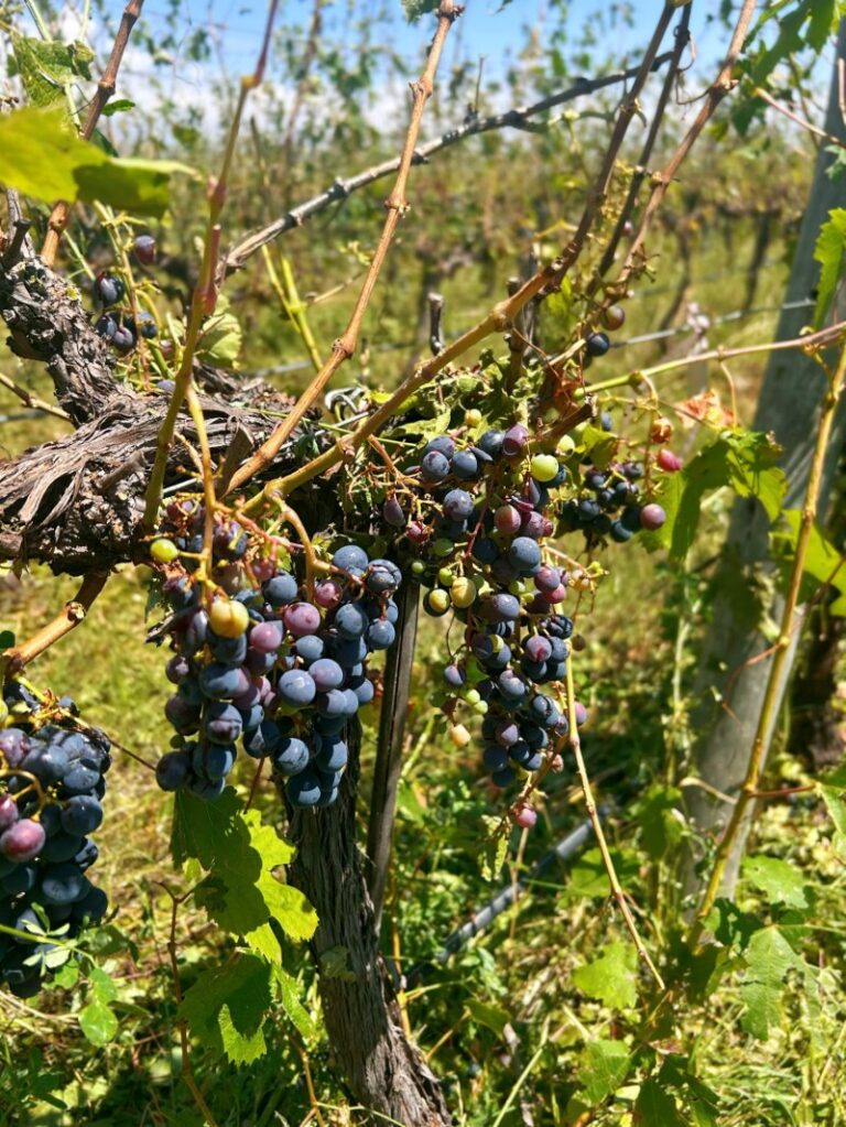 Tristeza y desolación en primera persona: el relato de Diego Stortini tras las pérdidas totales por el granizo