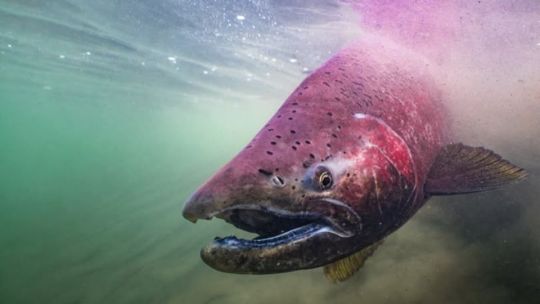 Secuestran más de 70 salmones Chinook en un operativo sorpresa en El Chaltén