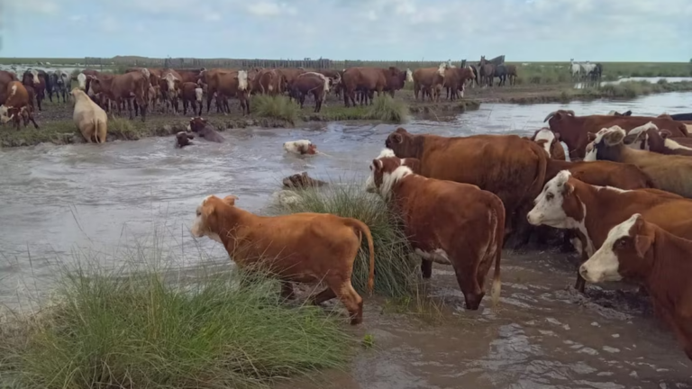 Inundaciones en el norte de Santa Fe con campos bajo agua y ganado afectado