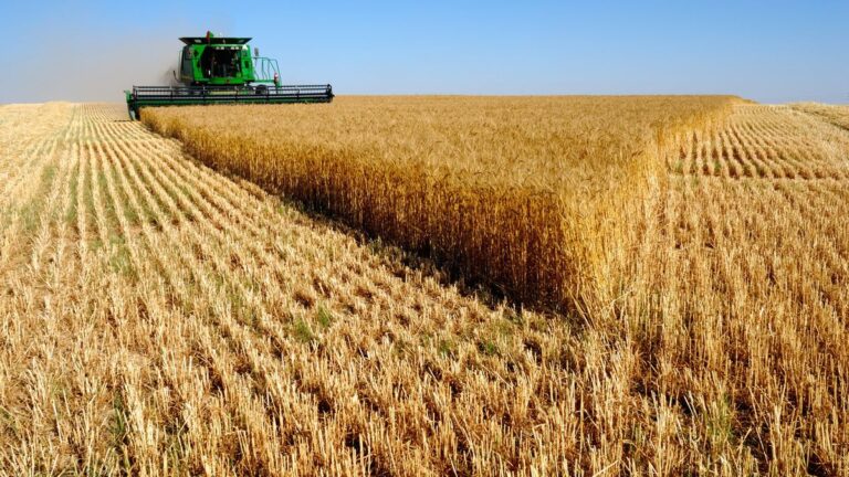 Productor agrícola revisando cultivos en campo de Santa Fe