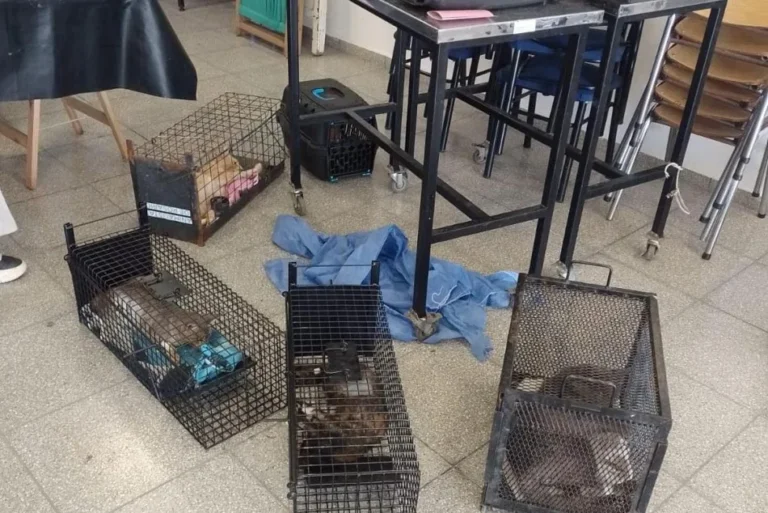 Gatos y perros en jaulas durante operativo de castración en barrio Toba